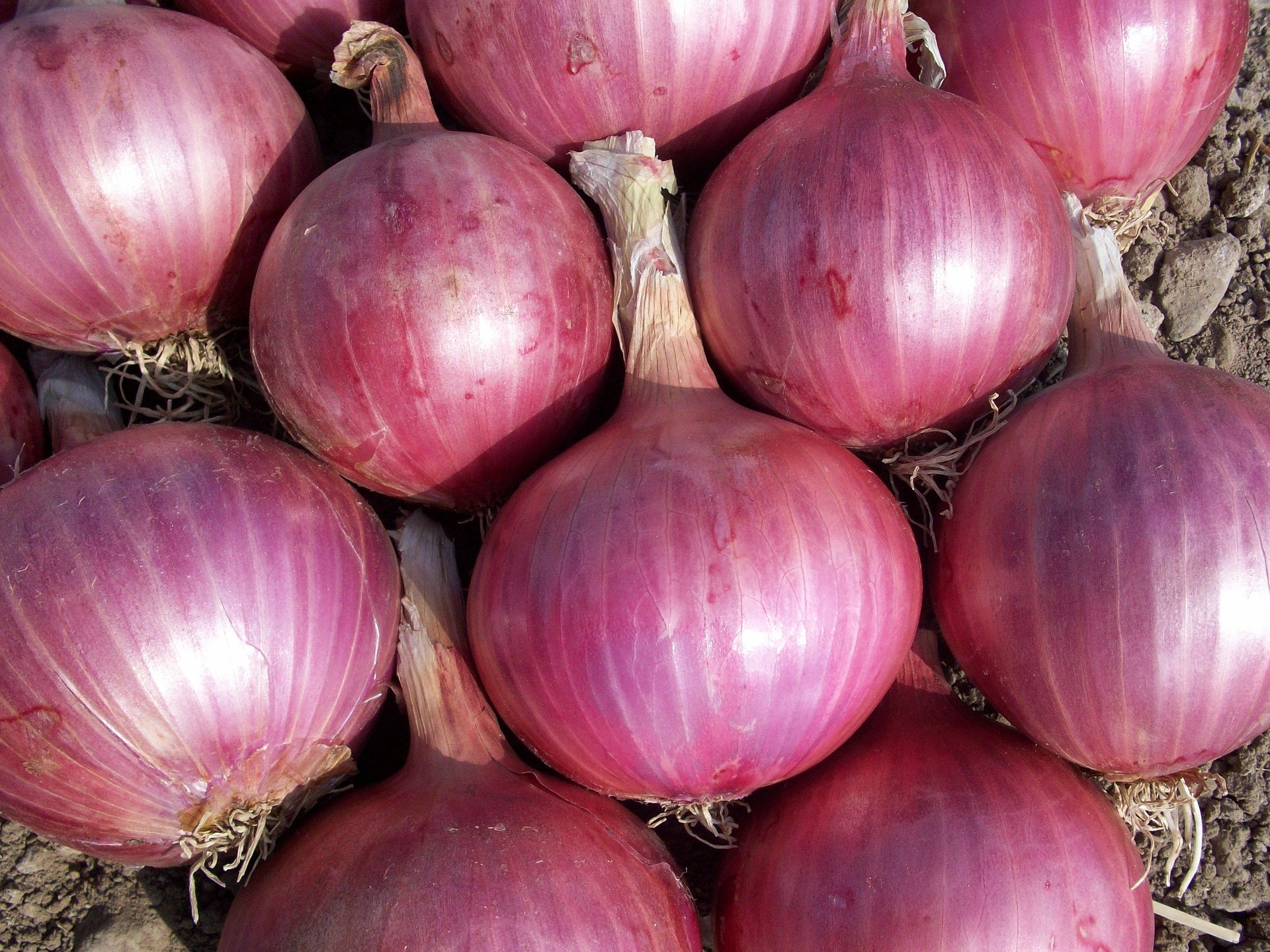 Golden & Red Onions