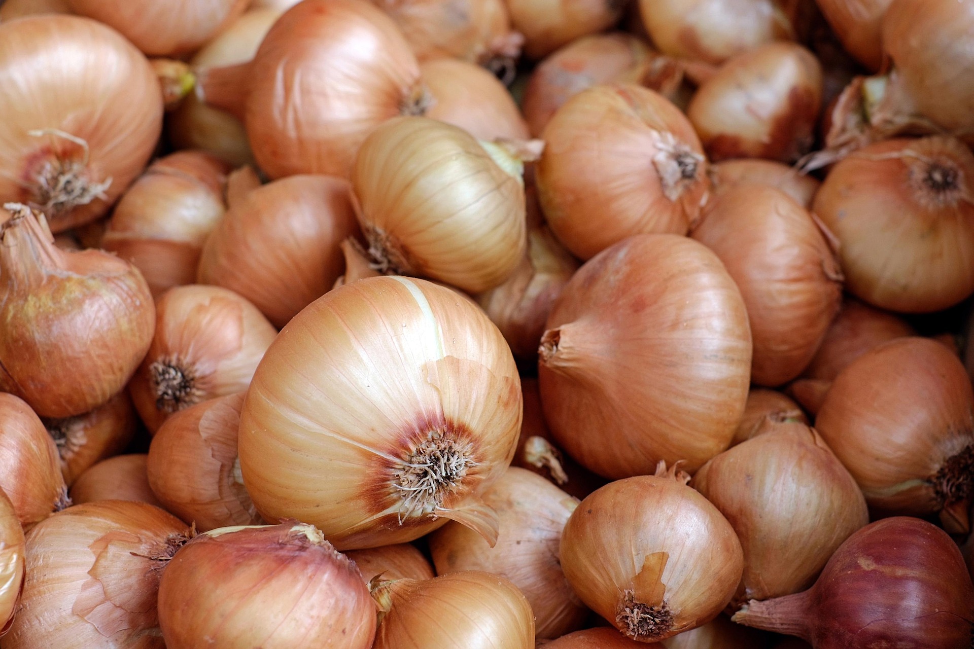Golden & Red Onions