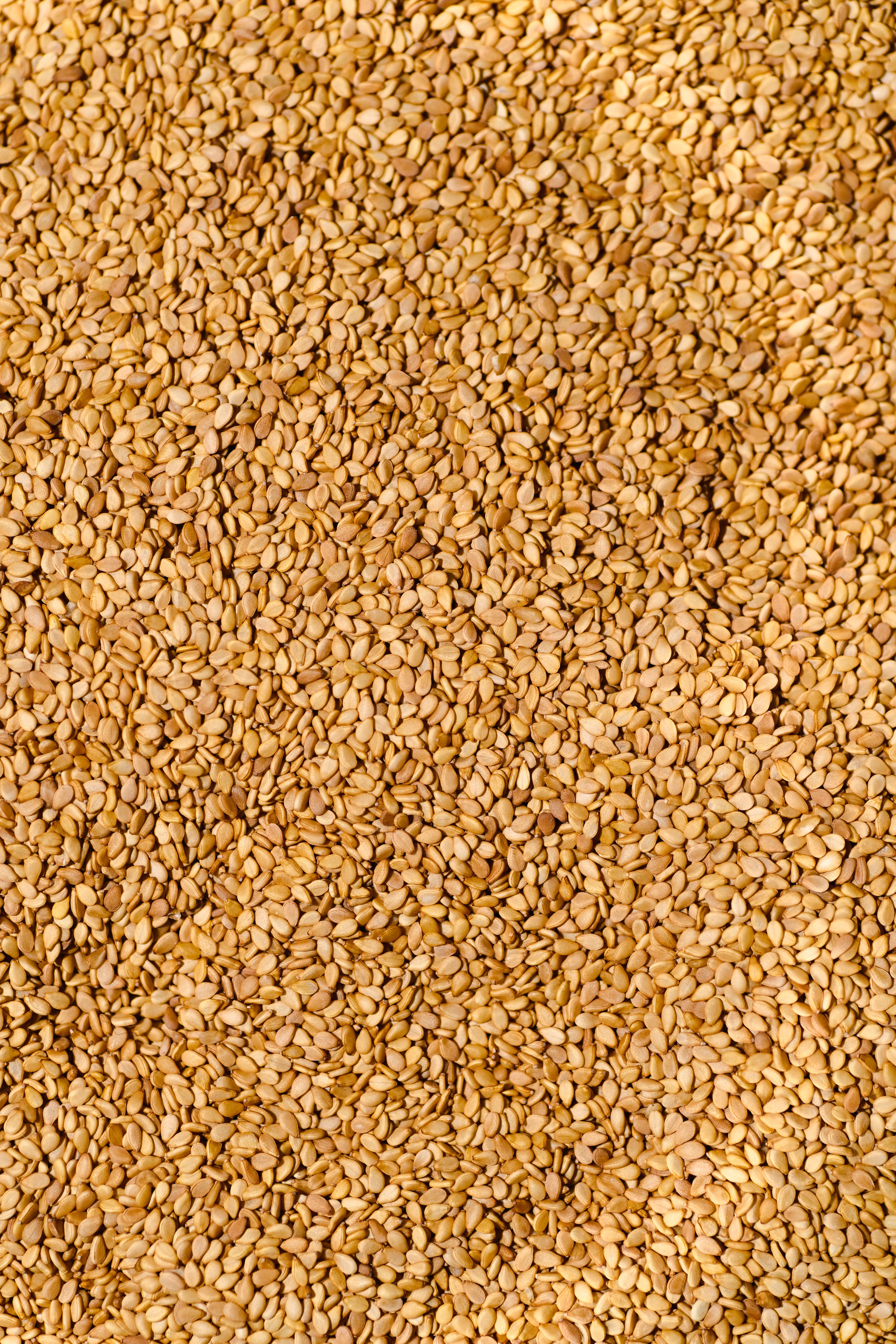 Egyptian Super Libb